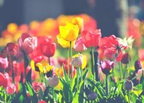 The Loveliest Day Of The Year