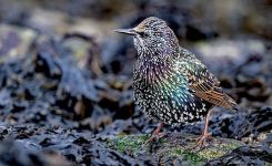 The Rescue The Rescue