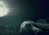 The Shakespearean Sonnet About My Dog