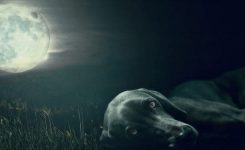 The Shakespearean Sonnet About My Dog The Shakespearean Sonnet About My Dog