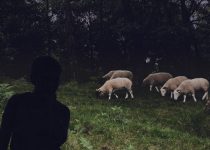 The Shepherd Boy Longs To Be Somebody