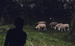 The Shepherd Boy Longs To Be Somebody The Shepherd Boy Longs To Be Somebody