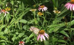 The Tangled Garden with butterfly