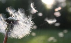 The Things I Wish For You The Things I Wish For You