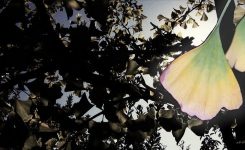 The Tree In The Woods