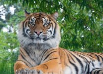 The Kingdom of Wonder