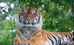 Majestic Tiger Majestic Tiger