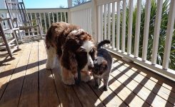 Tommy and Rascal Tommy and Rascal