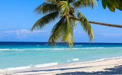 Tropical Beach with Palm Tree Tropical Beach with Palm Tree