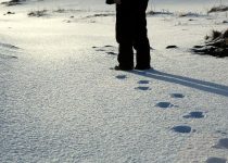 Trundles Through the Snow