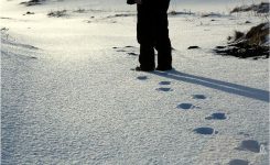 Trundles in the snow