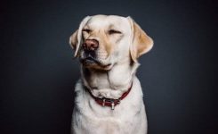 Variations on the Word Dog Variations on the Word Dog