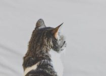 Who Killed Sweet Roxy Ann