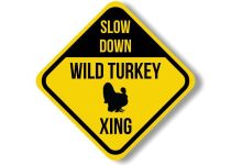Wild Turkey