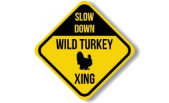 Wild Turkey