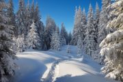 Winter Hiker Winter Hiker
