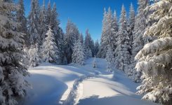 Winter Forest Winter Forest