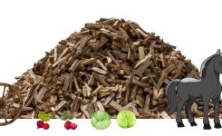 Little grey horse Little grey horse