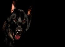 Worry! It’s Like A Bad Dog!