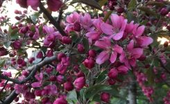 Spring flowers Spring flowers