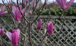 Flowers – miracles of nature Flowers – miracles of nature