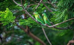 Green parrots in Nicaragua Green parrots in Nicaragua