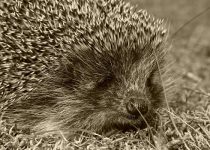 The elegy of hedgehog
